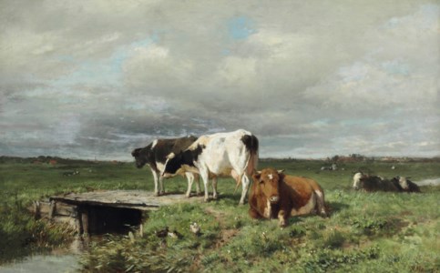 Cattle in an extensive polder landscape