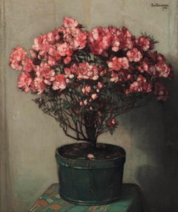 Pink azaleas