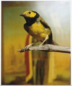 Hooded Warbler II, 2000