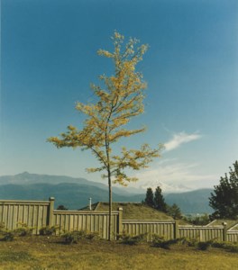 Tree on Former Site of Camera Obscura, 1996