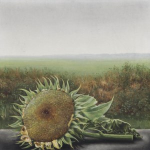 Uitgebloeide zonnenbloemen