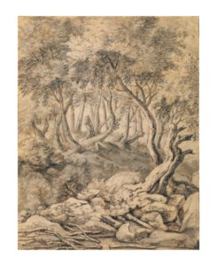 A wooded river bank