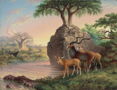 Koodoos, Luisi River, Zambesi Valley
