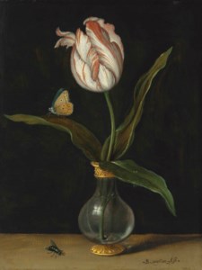 The ‘Zomerschoon’ tulip
