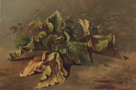Study of a plant