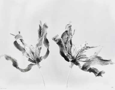 Thing is Not a Thing, Magnolia 15, Zhuangzi, The Adjustment of Controversies