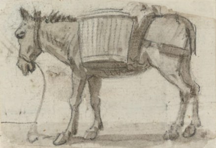 Study of a donkey