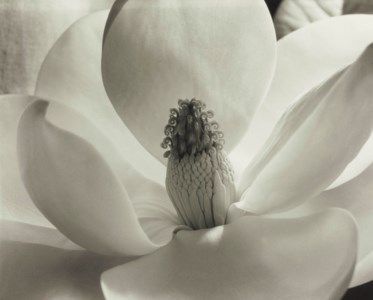 Magnolia Blossom, 1925