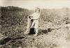 a five-year-old cotton picker, Bells, Texas