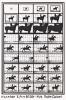 Hommage à Muybridge