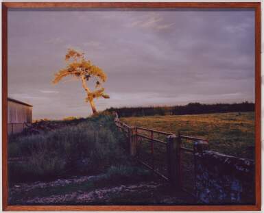 Self Portrait as Tree