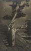 The Dying Cedar