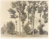 Poplar trees
