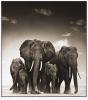 Amboseli, Kenya