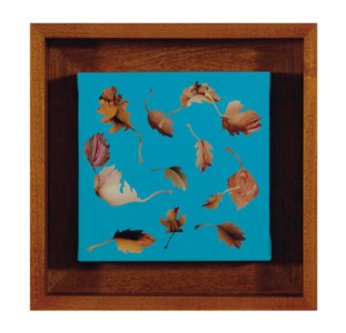 Leaf Study 16