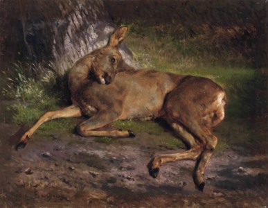 A roe deer in the forest