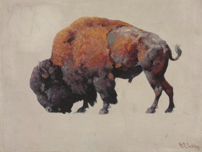 Bison Bull
