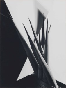 Agave Design I, 1920s