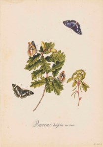 Broad-leaved oak clippings ( Quercus latifolia ) with male and female Purple Emperor butterflies ( Apatura iris ), their upperwings and underwings displayed