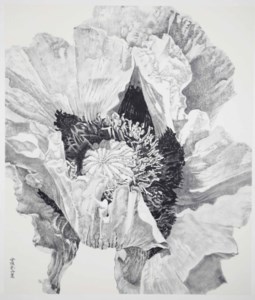 LIU Dan, Poppy II