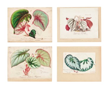 Studies of Begonia (four works)