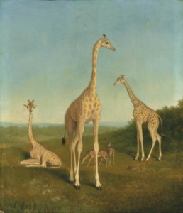 Giraffes with impala in a landscape