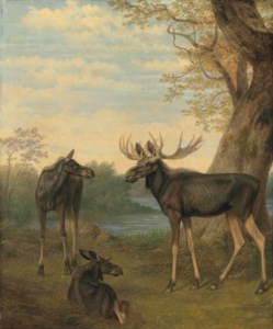 Elk in a river landscape
