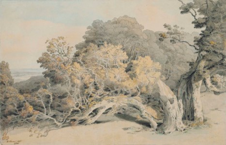 A study of a tree blown down in Peamore Park, near Exeter