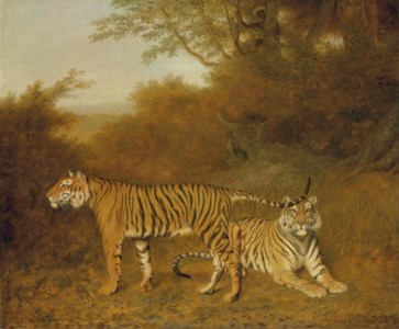Two Bengal tigers in an savannah landscape, with a man in a tree