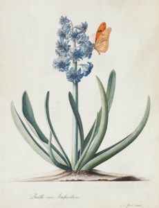 A double blue hyacinth ( Hyacinthus orientalis ) with a butterfly