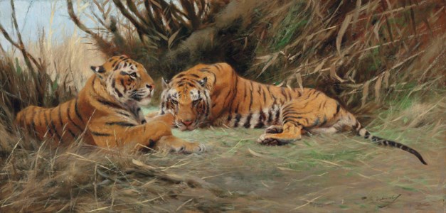 Tigers at Dawn