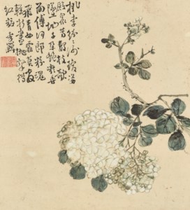 Hydrangea