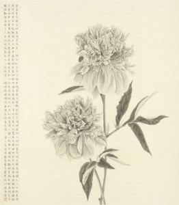 Peony