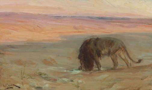 Lion Drinking