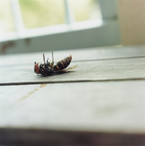 Untitled, from the series 'Utanane', 2001