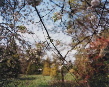 Exbury Gardens, Spring 2010