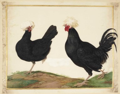 Coq et poule hollandais à huppe blanche (Gallus gallus domesticus)