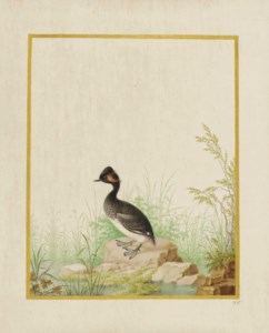 Grèbe à cou noir (Podiceps nigricollis)