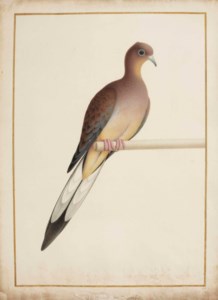 Tourterelle voyageuse (Ectopistes migratorius)
