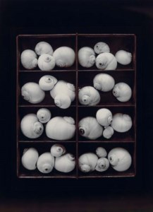 Moonsnails, 1978