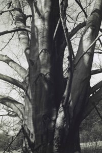Copper Beech, 1948-1952