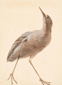 Un butor étoilé (Botaurus stellaris)