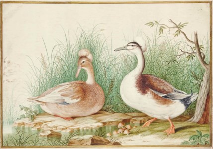 Couple de canards huppés (Lophonetta specularioides)