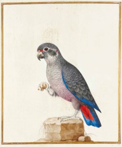 Pione violette sur un rocher (Pionus fuscus)