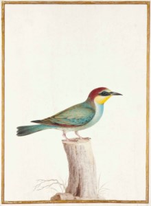 Guêpier de Leschenault ( Merops leschenaulti ) sur un tronc d'arbre