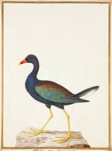 Talève violacée (Porphyrio martinicus)