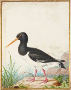 Huîtrier pie (Haematopus ostralegus)