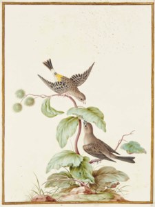 Couple de chanteurs d'Afrique à croupion jaune ( Serinus atrogularis )