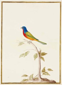 Passerin nonpareil sur une branche (Passerina Ciris)
