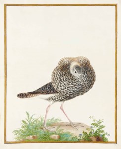 Chevalier combattant (Philomachus pugnax)